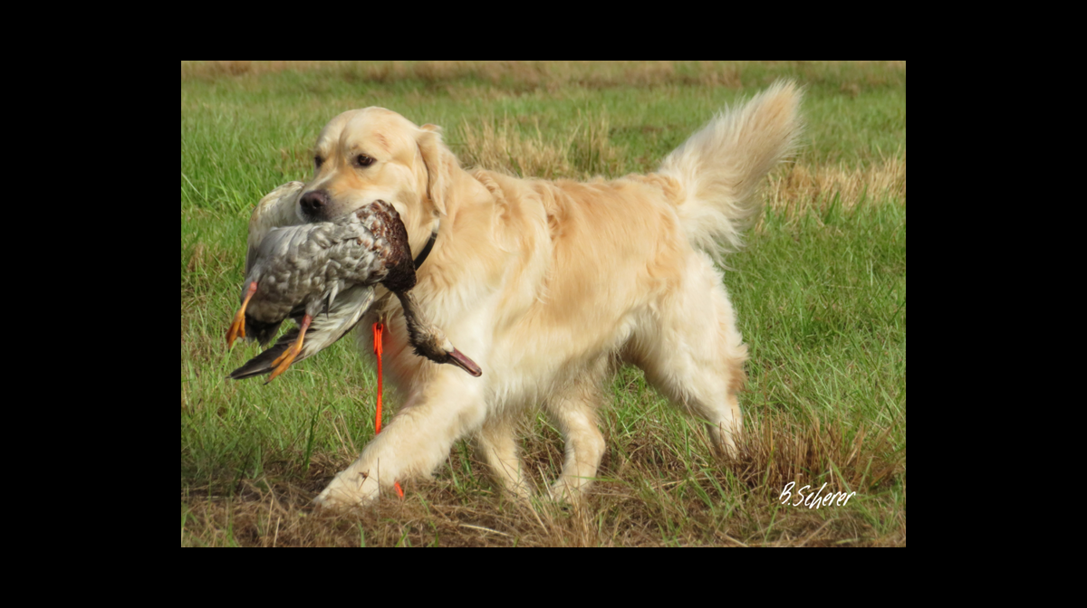 stud dog kody