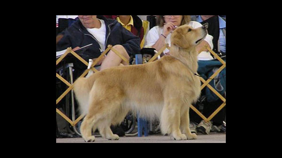 stud dog amos
