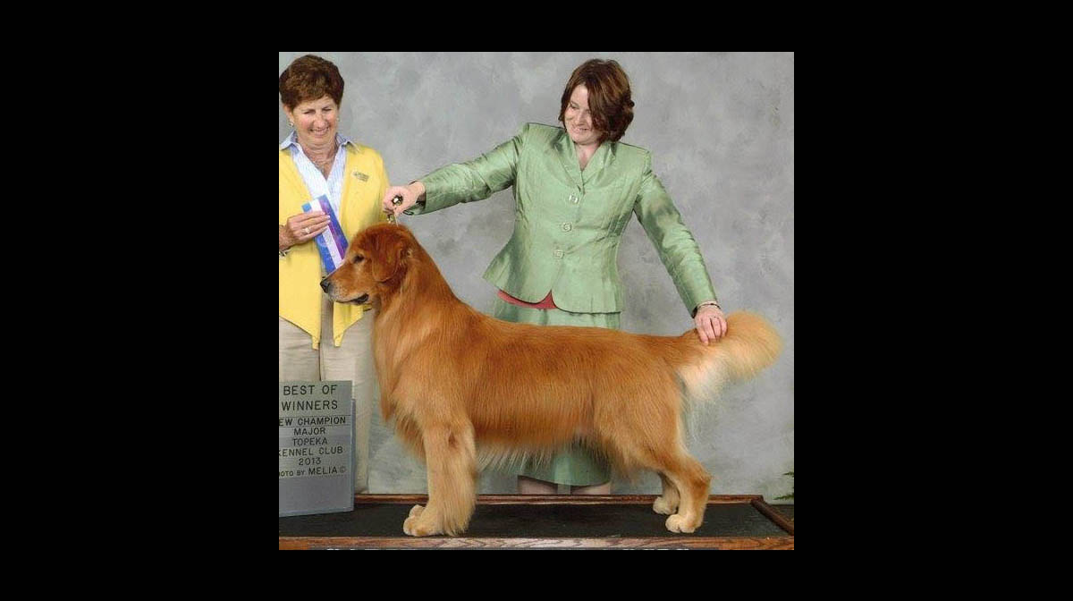 stud dog barnum
