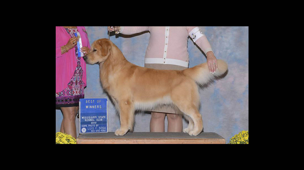 stud dog