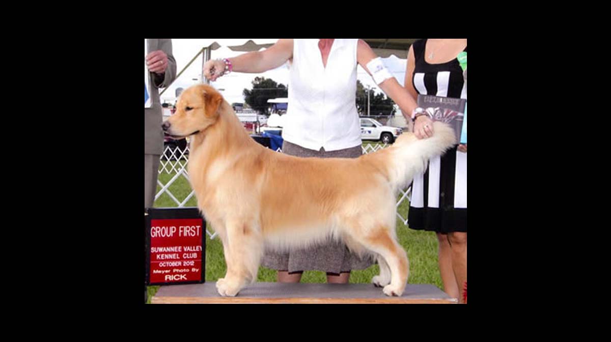 stud dog crush