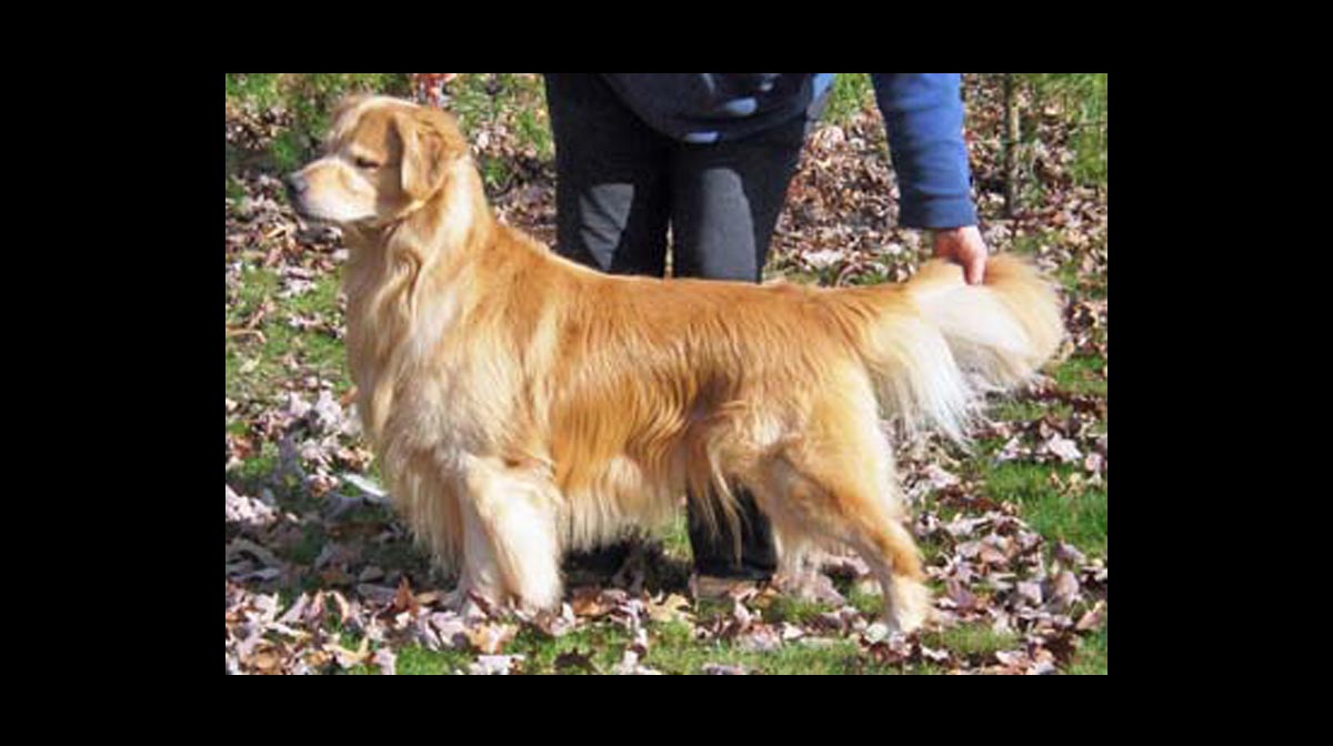 stud dog furno