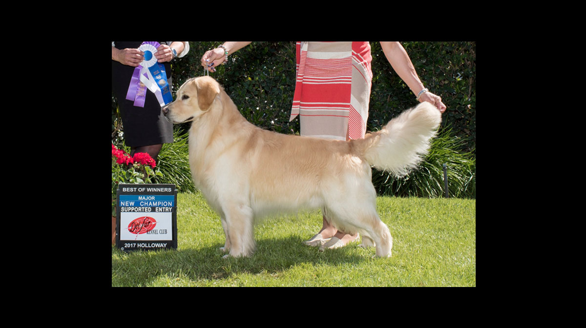 garrett stud dog