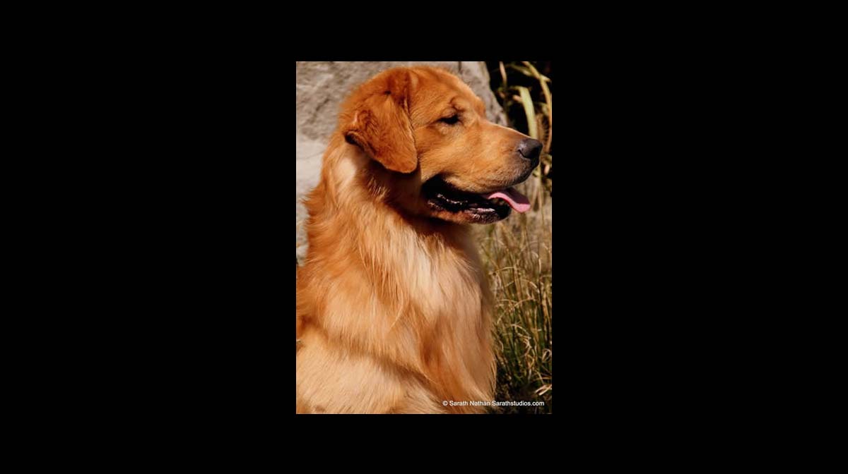 stud dog hummer