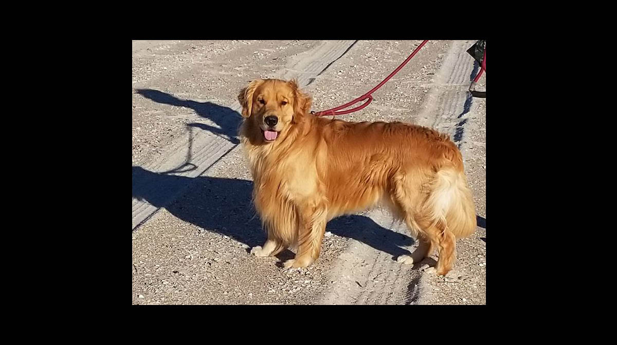 stud dog keeper