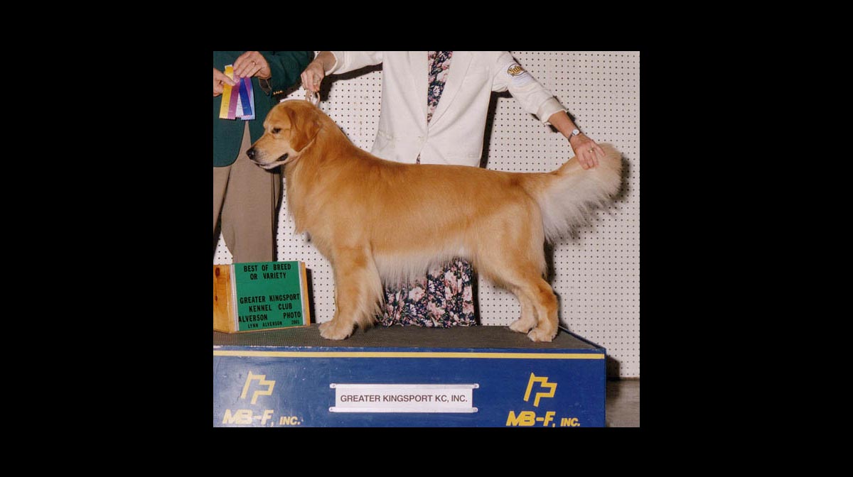 stud dog fliam