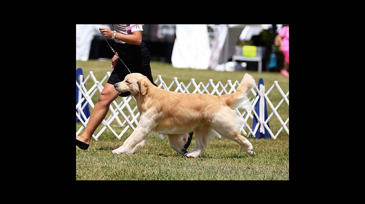 stud dog maxx
