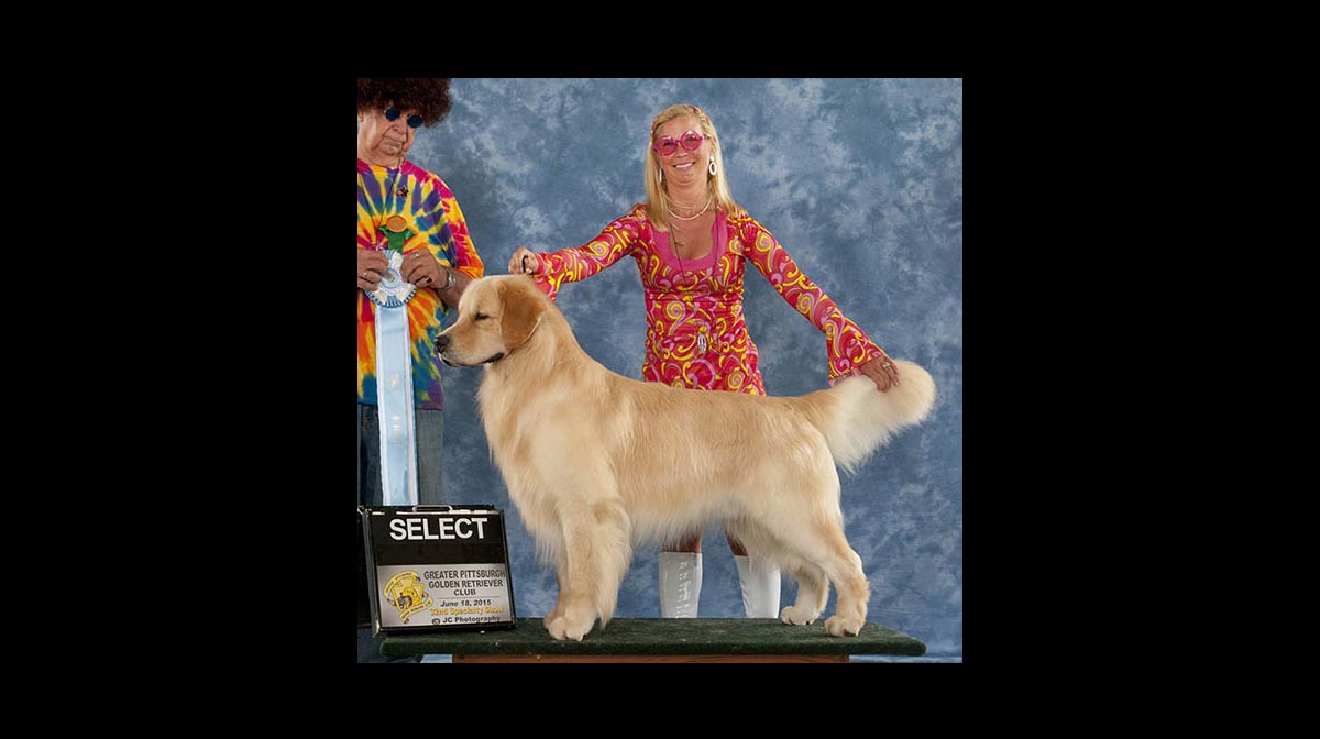 stud dog oberon