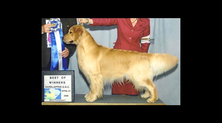 stud dog