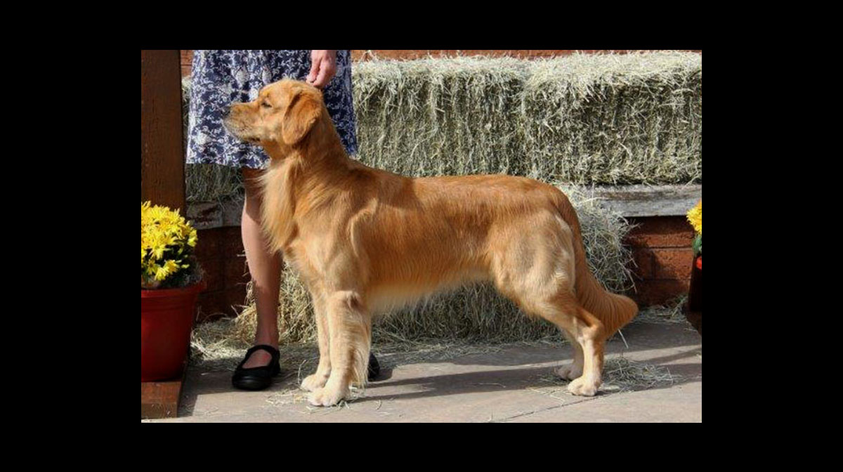 stud dog